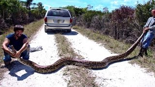 Python hunters take on Florida Everglades&#39; snake problem