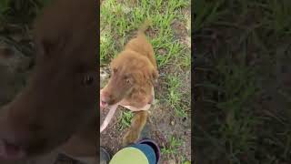 Video preview image #1 Mutt Puppy For Sale in Wakefield, RI, USA