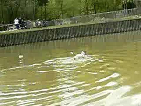 Chanel dans le gué de compiègne