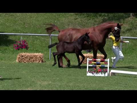 "FIND ICH GUT" Stutfohlen von Finest x  Samarant