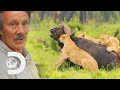 Lone Buffalo Attacked By A Pack Of Lionesses Big Cat Tales
