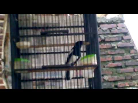 Download Lagu Burung Kacer Mp4 Mp3 Gratis