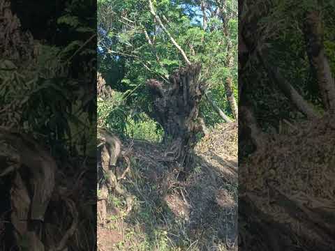 Usulutan, Canton Jocotillo La Cruz, Mercedes Umaña El Salvador #elsalvador