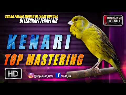 kenari || TOP MASTERING MURAI BATU