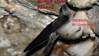 Download lagu suara birahi | suara inap burung walet mp3