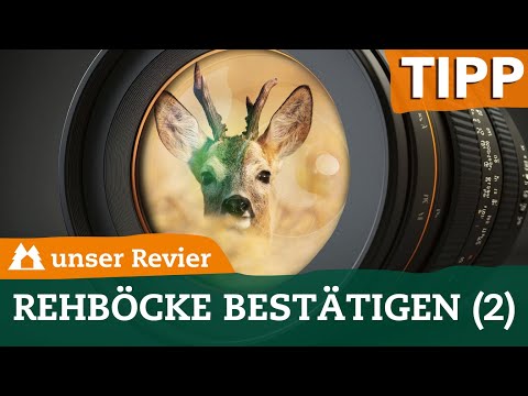 So fotografierst Du Rehböcke mit Kamera und Spektiv | Rehwild bestätigen | unser Revier | #61
