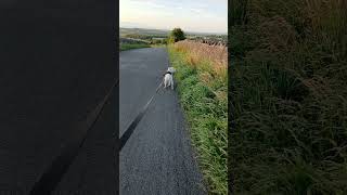 Staffordshire bull terrier Cumbria walk