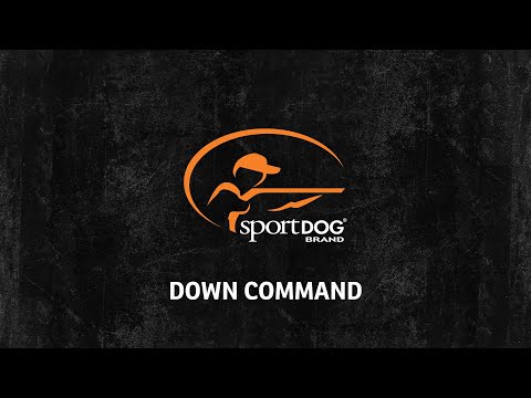 sportdog training video
