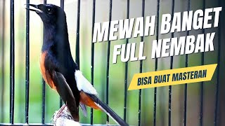Download lagu MURAI BATU GACOR FULL ISIAN TEMBAKAN MEWAH SANGAT AMPUH MENAIKKAN EMOSI MURAI BATU mp3 Download lagu MURAI BATU GACOR FULL ISIAN TEMBAKAN MEWAH SANGAT AMPUH MENAIKKAN EMOSI MURAI BATU mp3
