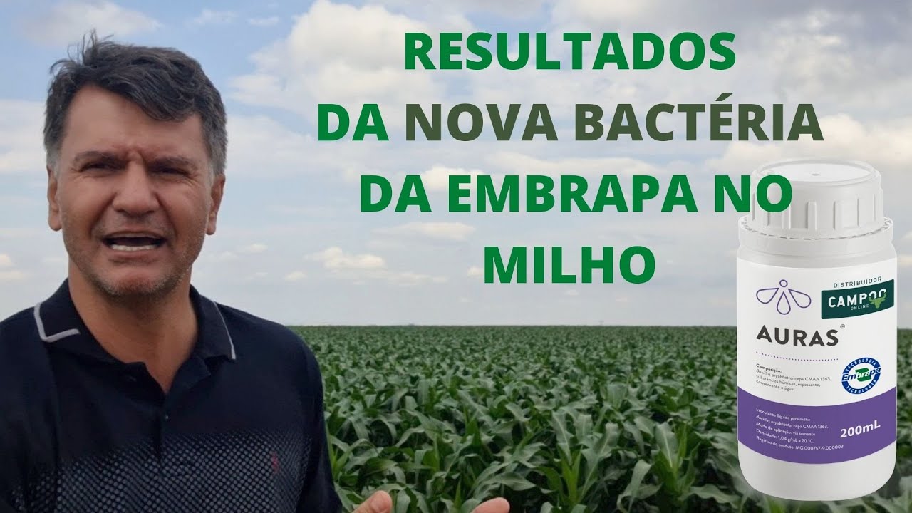 GANHOS DE PRODUÇÃO COM A BACTÉRIA NO MILHO
