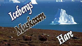 🐐 Muskox, 🐇 Hare & 🧊 Icebergs