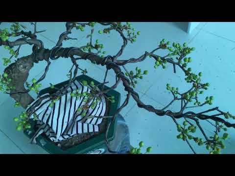 Northern apricot buds on December 16th Al