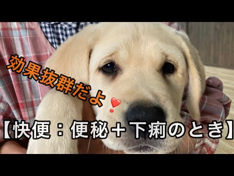 子犬に排便を促すにはどうすればいいですか?