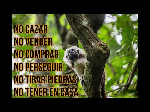 Video: el hogar del tití es el bosque