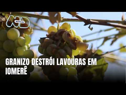 Produção de uva, azeitona e milho em Iomerê é quase toda perdida