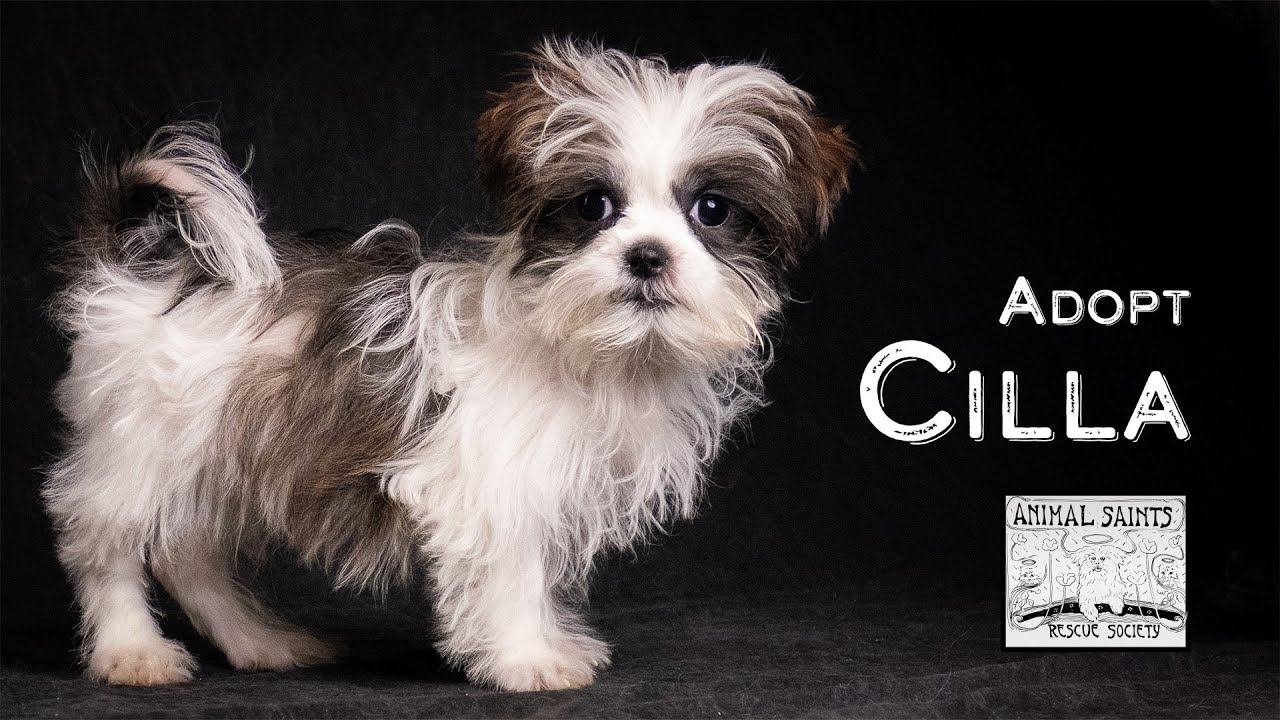 Enlarge Cilla, a Adoptable mixed breed in Fort Montgomery, NY video 6/6