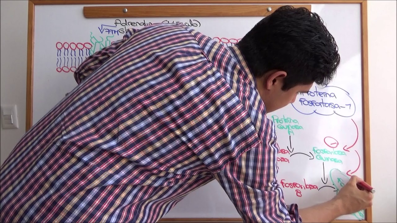 Regulación hormonal de la Glucógeno Fosforilasa