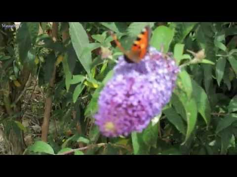 Sommerflieder - Ein Schmetterlingsmagnet  im Garten / Буддлея в саду