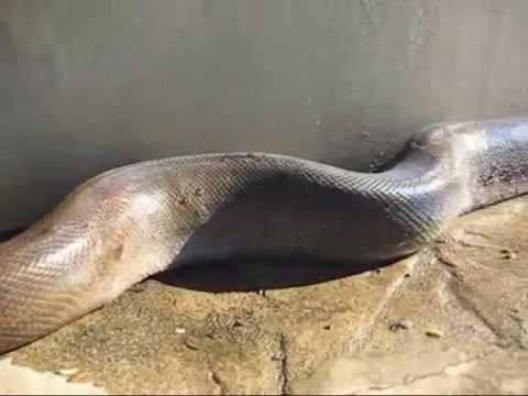 comment retrouver un python royal