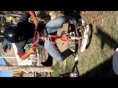 Pollo competicion(2)