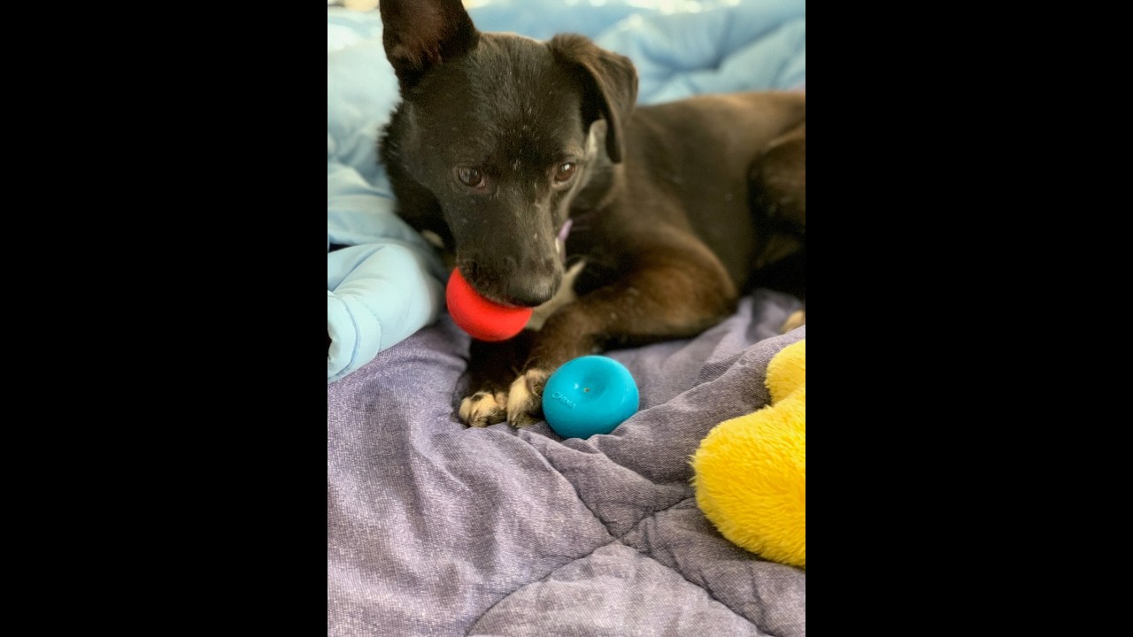 Floppy, a ADOPTABLE mixed breed in Sparta, NJ video 6/6