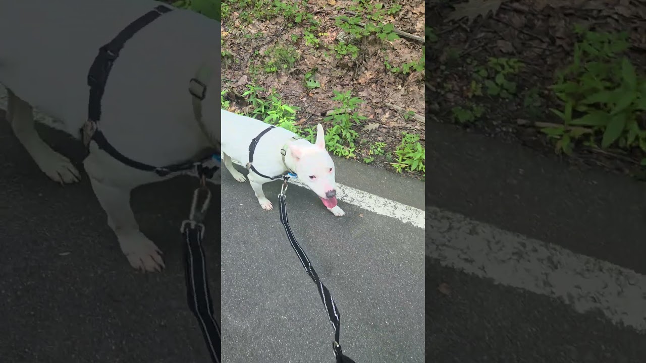 Wanda - LOCAL, a Adoptable mixed breed in Princeton, MA video 6/6