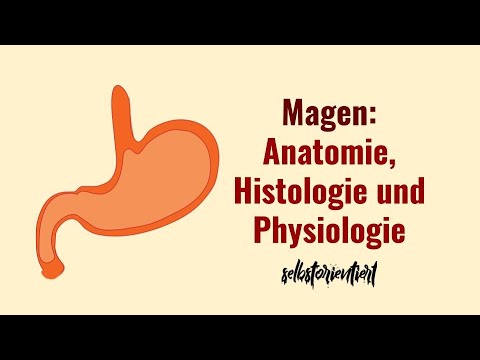 Anatomie, Physiologie & Histologie des Magens einfach erklärt! - Lage | Funktion | Mensch | Körper