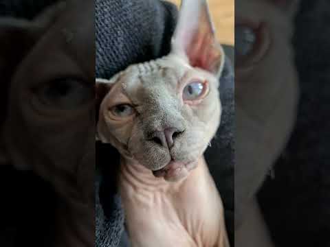 Sphynx Cat Purring Loudly The most Beautiful Sphynx Cat