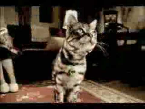 Michael jackson's Cat - Thriller