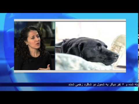 US War Dogs Offer Protection, Support