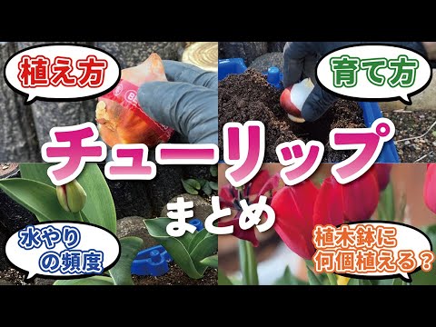 園芸 クレタ島のチューリップ