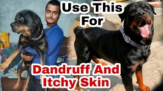 Dry Skin ( Dandruff ) in Dogs |Use Shampoo like This√ | Thakur Kennel•Captain Zack |