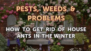 How to Get Rid of House Ants in the Winter