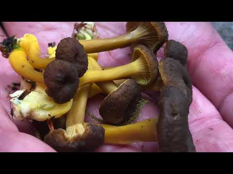 På svamppromenad med Magnus Del 4 av 5 // VAD HÄNDER I GÖTEBORG?