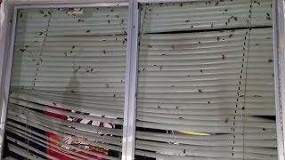 Abandoned house infested with cockroaches is spreading to nearby homes in Illinois neighborhood