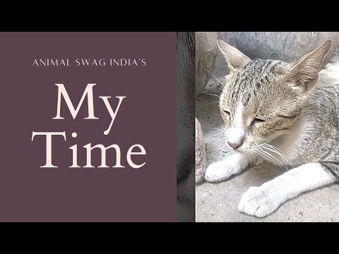 EMIWAY MY TIME CAT VIDEO | Emiway Bantai New Song | @EmiwayBantai Songs #shorts #emiwaybantai