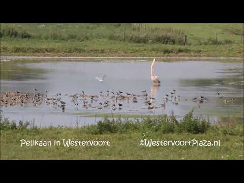 Pelikaan in Westervoort