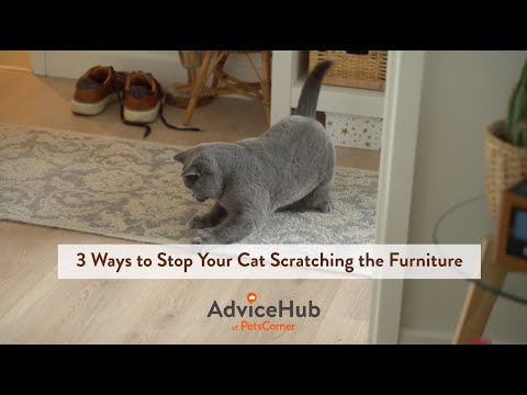Destructive Cat? 3 Ways to Stop Your Cat Scratching the Furniture