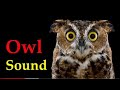 OWL Real Sound Owl Sound