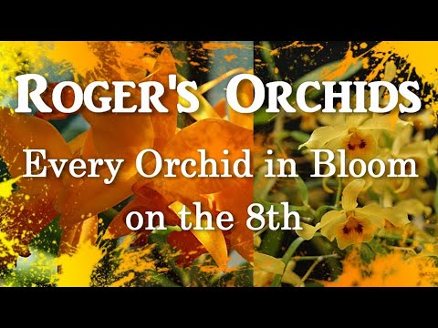 Every Orchid in Bloom on the 8th