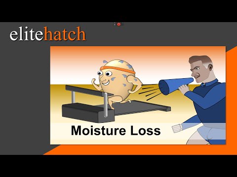 Measuring Moisture Loss During Incubation
