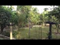 A little orchard in PERMATANG PAUH, Malaysia - YouTube