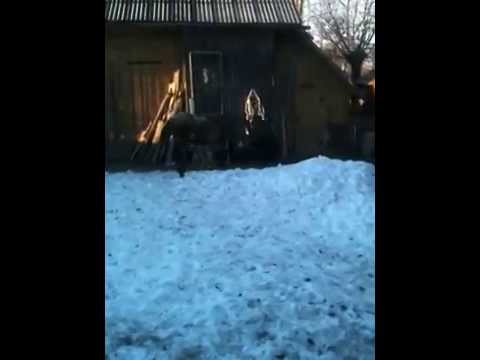 Cezar armasar de 10 luni de vanzare