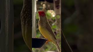 Star Finch Singing | Bird Song | Bird Sounds