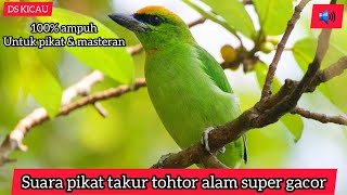 Download lagu Burung takur/takur tohtor gacor/suara pikat ampuh burung takur tohtor #Megalaimaarmillaris mp3