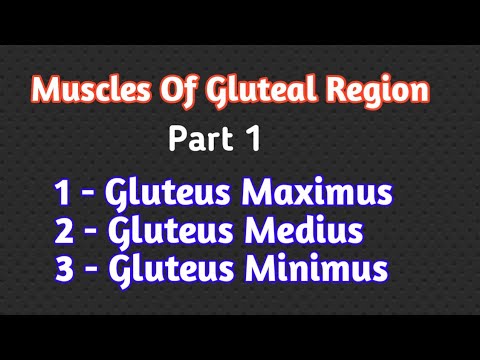 Muscles Of Gluteal Region Part 1| Gluteus Maximus , Medius , Minimus | Gluteal Region