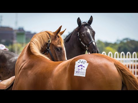 2017 Perth Yearling Sale Day 2