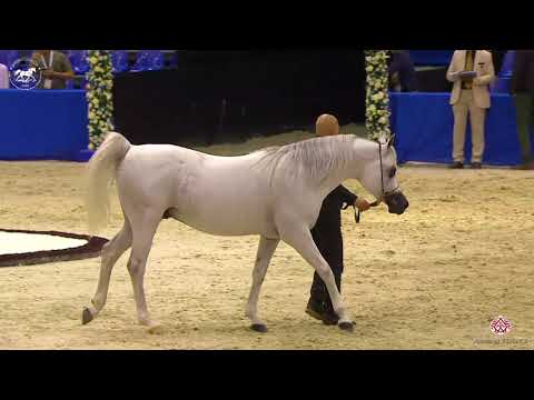 N 153 MAHDER AL JAMAL   Dubai Arabian Horse Show 2020   Stallions 7 9 Years Old Class 13