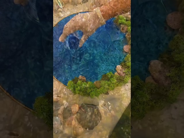 Vídeo relacionado con Kichvoe Adorno Decorativo de Insecto Fósil de Resina Portátil para Decoración Paleontológica en Casa y Actividades al Aire Libre