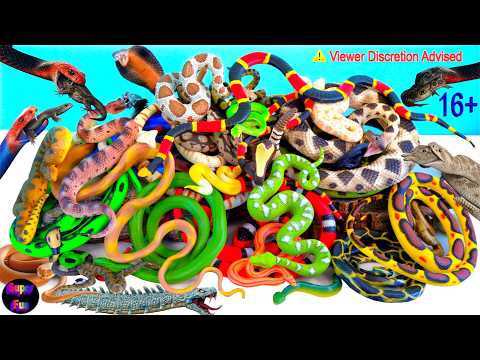 Venomous Snakes Serpent Reptile Viper Basilisk Vermin Slithery Nope Ropes Cobra Boa Snake  AI 16+